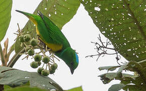 Blue-crowned Chlorophonia