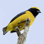 Organiste à calotte jaune