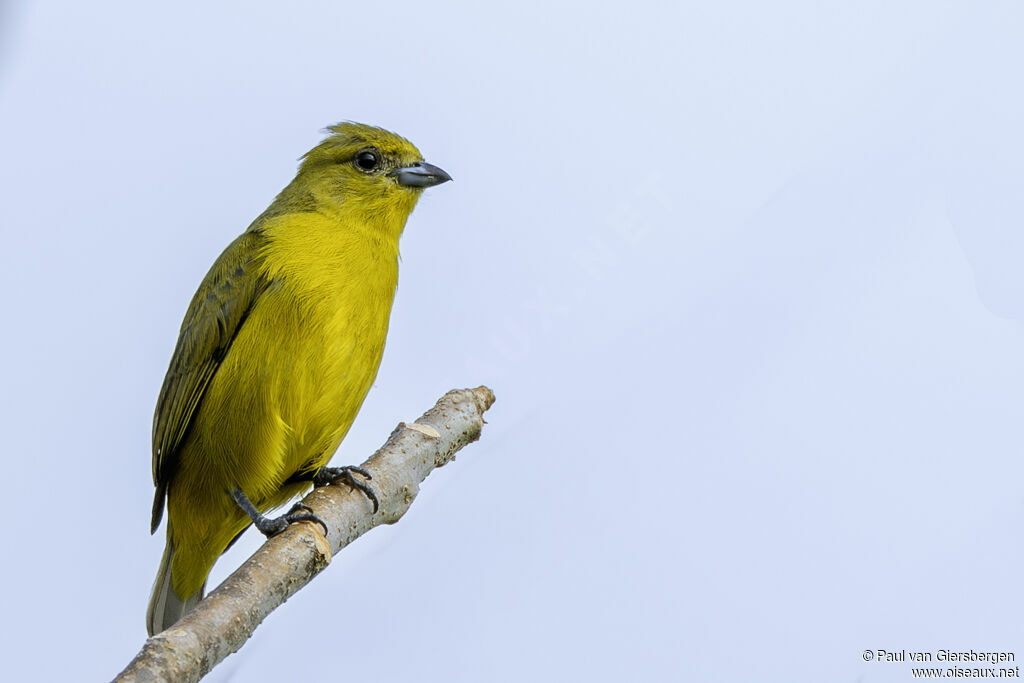 Organiste à calotte jaune