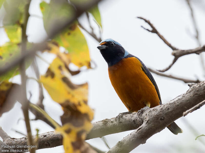 Elegant Euphonia male adult, habitat, pigmentation