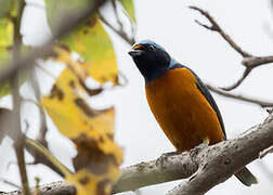 Elegant Euphonia