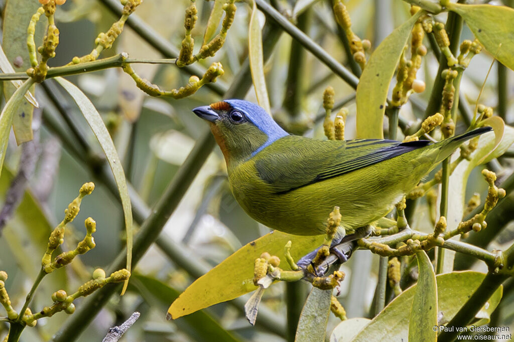 Organiste à capuchon