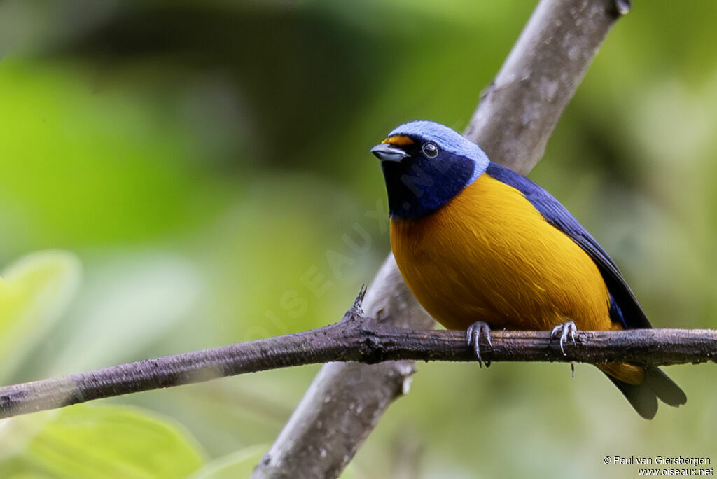 Organiste à capuchon