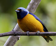 Organiste à capuchon