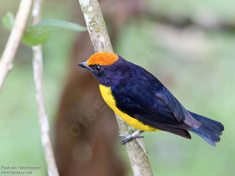 Tawny-capped Euphonia male adult, identification