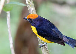 Tawny-capped Euphonia