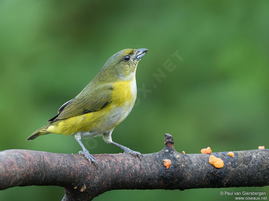 Yellow-throated Euphonia female adult