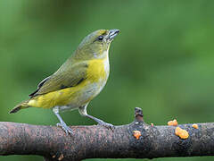 Yellow-throated Euphonia