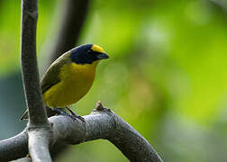 Yellow-throated Euphonia