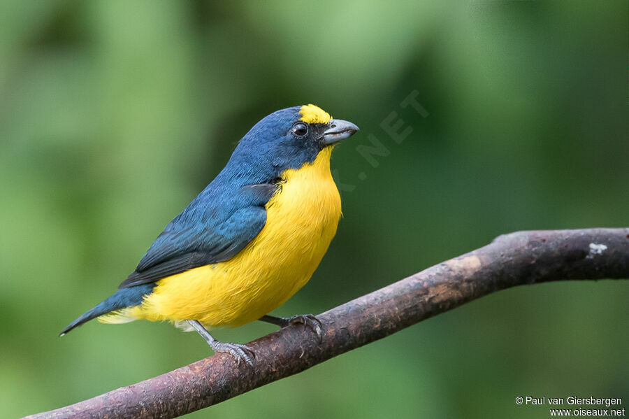 Yellow-throated Euphonia male adult