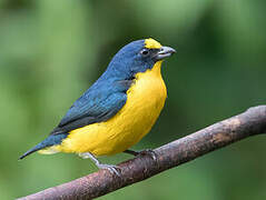 Yellow-throated Euphonia