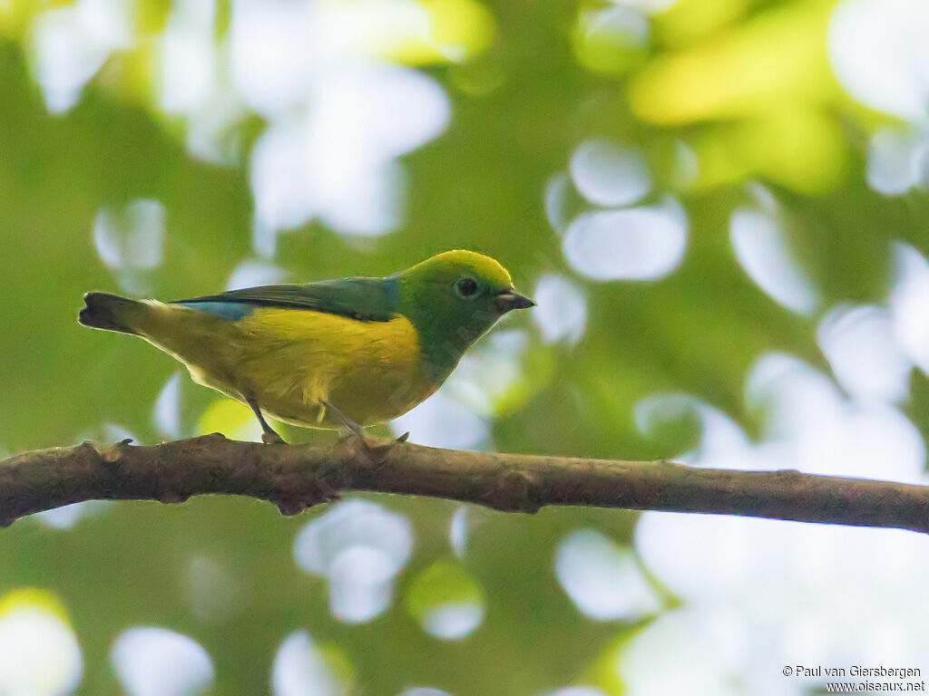 Blue-naped Chlorophonia