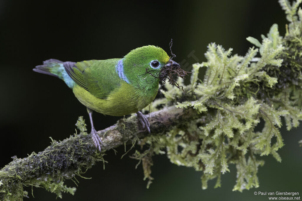 Blue-naped Chlorophonia female adult