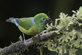 Blue-naped Chlorophonia