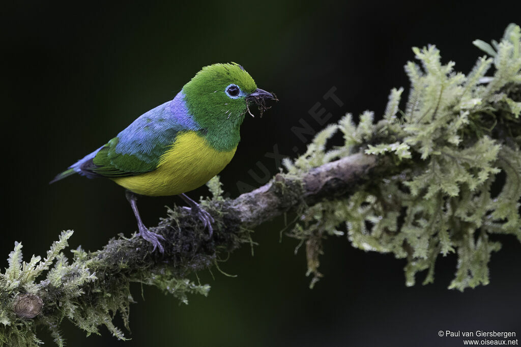 Blue-naped Chlorophonia male adult