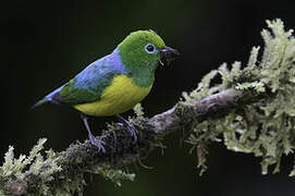 Blue-naped Chlorophonia