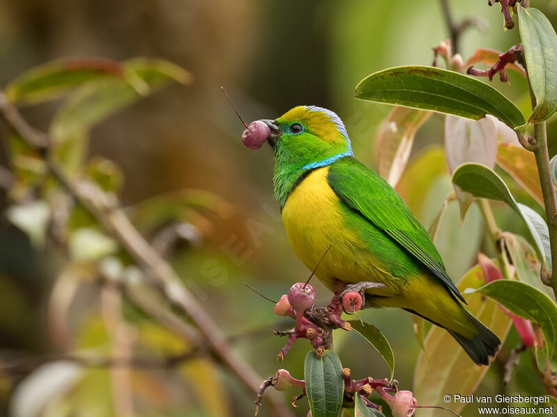 Golden-browed Chlorophonia male adult