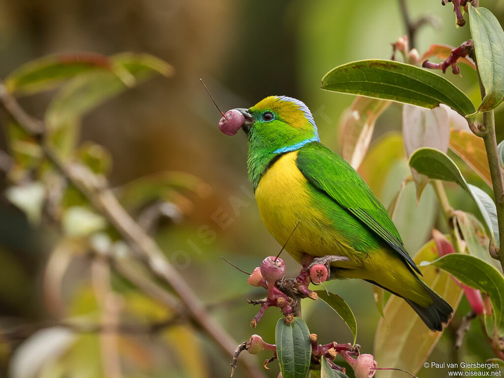 Golden-browed Chlorophonia male adult