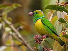 Golden-browed Chlorophonia