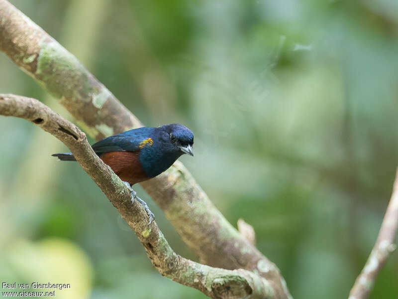 Chestnut-bellied Euphonia male adult, habitat, pigmentation