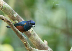 Chestnut-bellied Euphonia