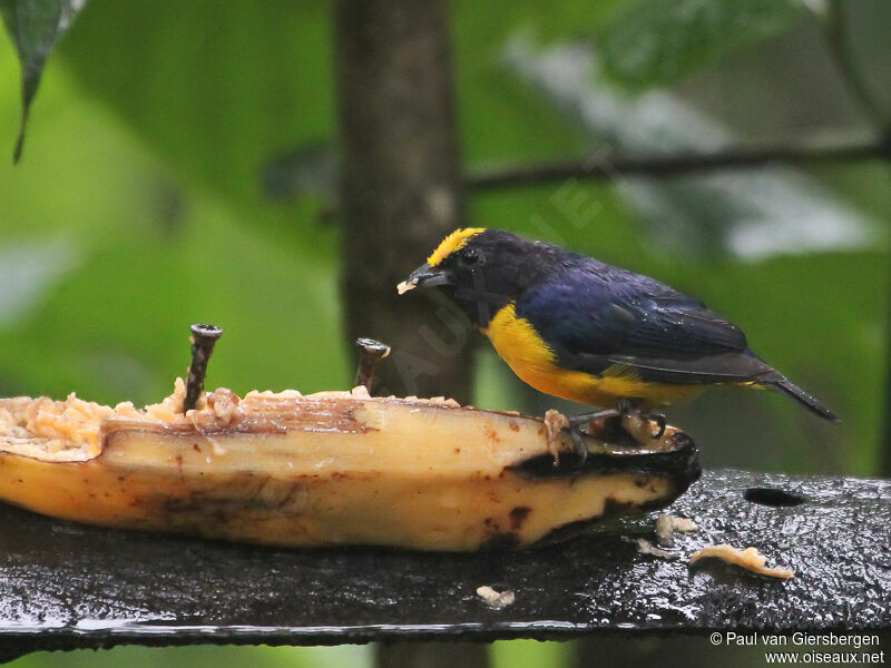 Orange-bellied Euphonia