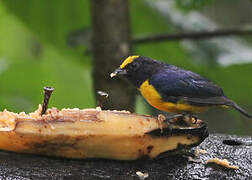 Orange-bellied Euphonia