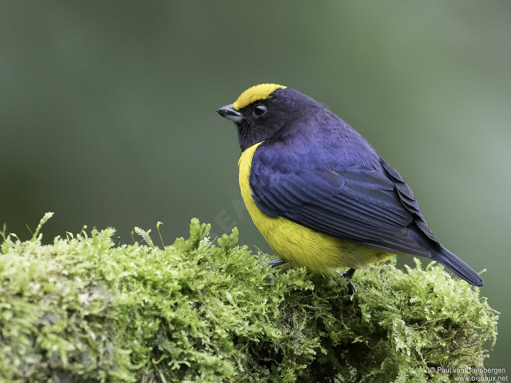 Orange-bellied Euphonia male adult