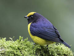 Orange-bellied Euphonia