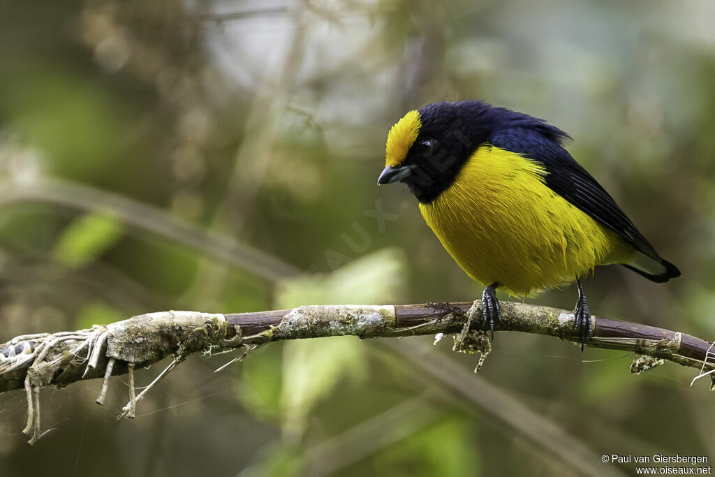 Orange-bellied Euphonia male adult