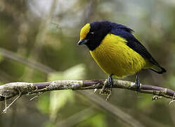 Orange-bellied Euphonia