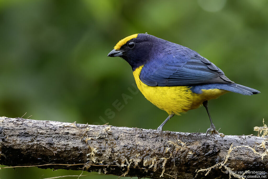 Orange-bellied Euphonia male adult