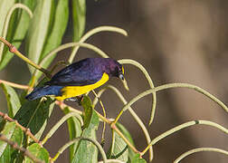 Purple-throated Euphonia