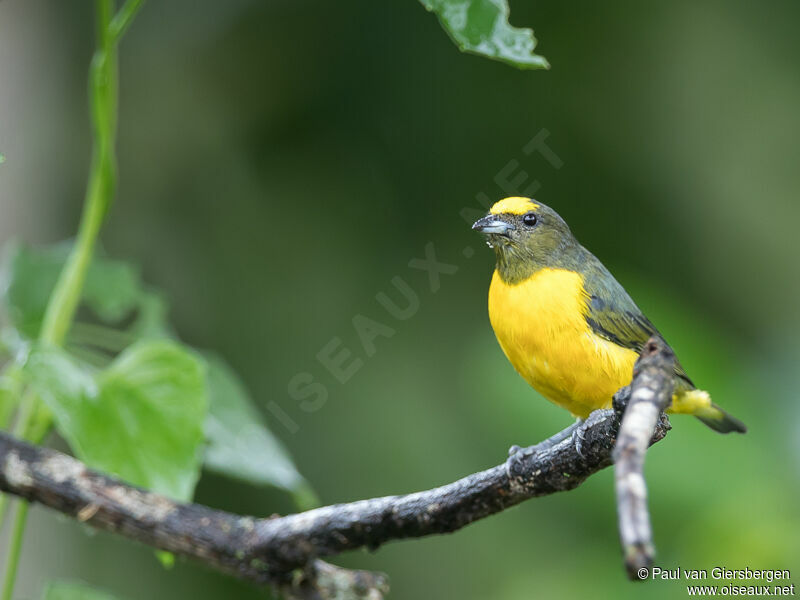 Purple-throated Euphonia