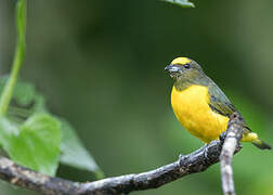 Purple-throated Euphonia