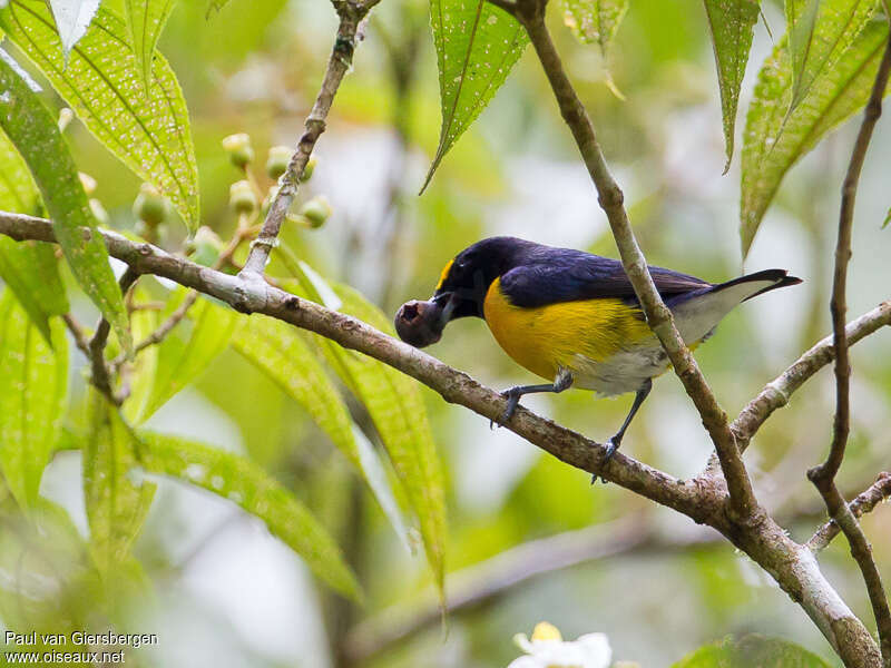 White-vented Euphonia male adult, feeding habits