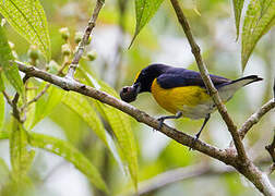 White-vented Euphonia