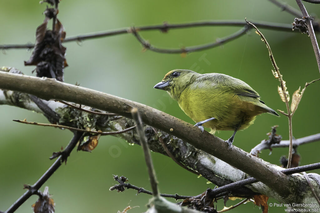 Fulvous-vented Euphonia female adult