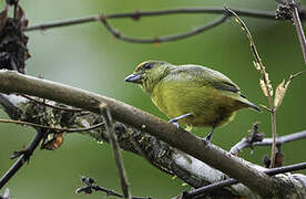 Fulvous-vented Euphonia