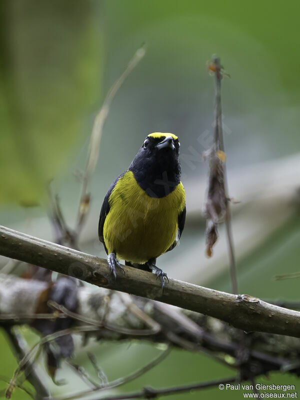 Fulvous-vented Euphoniaadult