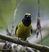 Fulvous-vented Euphonia