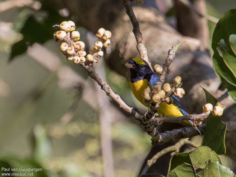 Scrub Euphonia male adult, habitat, feeding habits