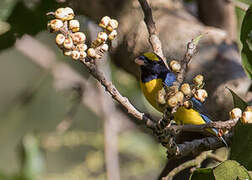 Scrub Euphonia