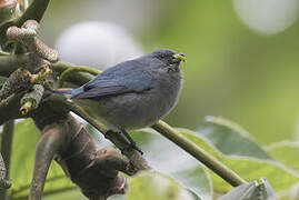 Jamaican Euphonia