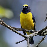 Velvet-fronted Euphonia