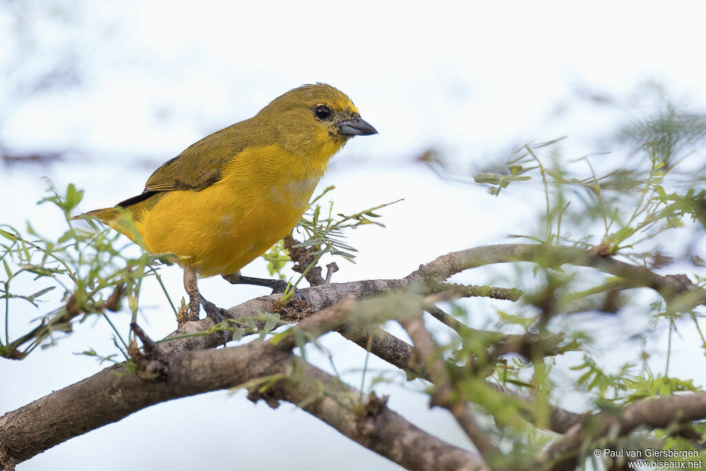 Trinidad Euphonia female adult