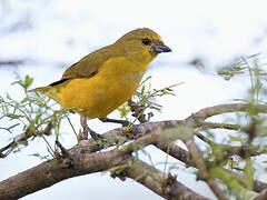 Trinidad Euphonia