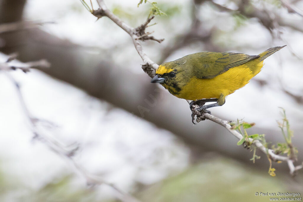 Organiste de Trinidad mâle immature