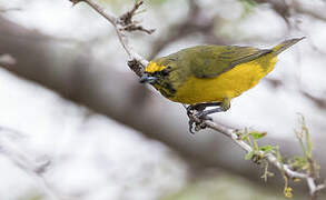 Trinidad Euphonia