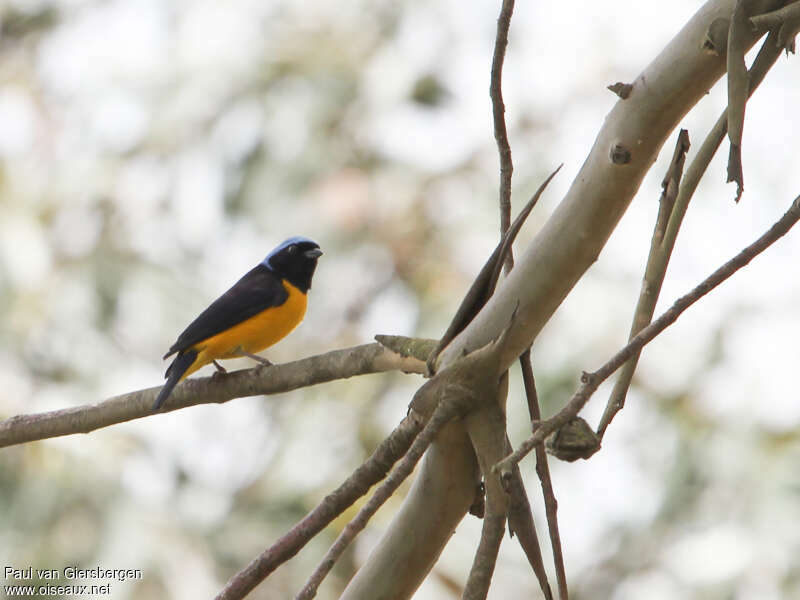 Golden-rumped Euphonia male adult, identification